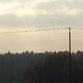 Birds on the wire